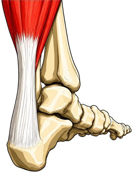 Illustration anatomique du tendon d'Achille, du triceps sural à son insertion sur le calcanéum